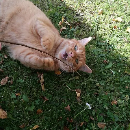 Appartement O. Tom's Hütte