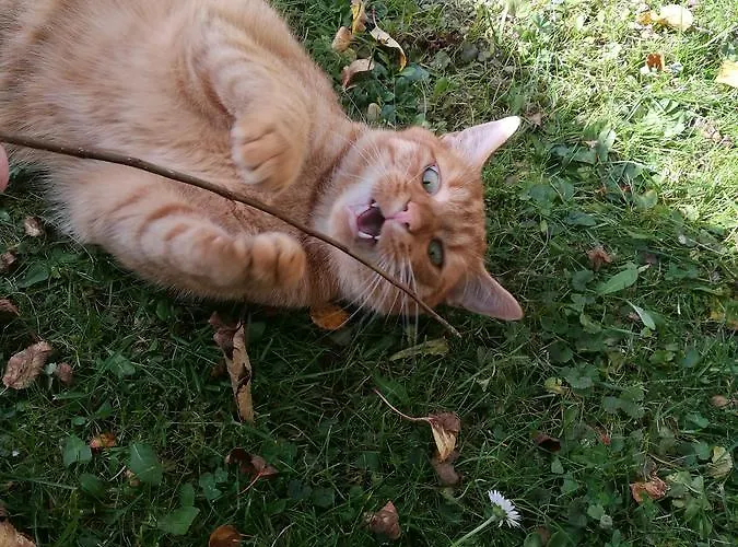 公寓 欧汤姆的小屋公寓